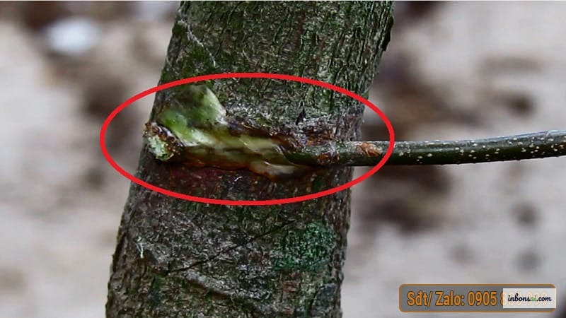 盆景树干上清晰可见的嫁接口 — 识别嫁接树最可靠的标志