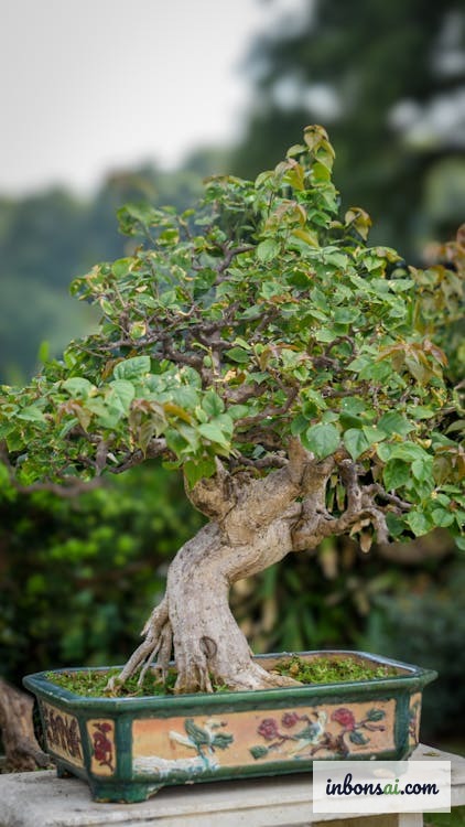 实生黄梅树干自然均匀，无嫁接痕迹 — 辨别梅树类型的关键依据