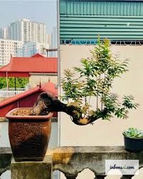 Cây muội hồng bonsai trong chậu gốm được trưng bày tại triển lãm với giá trị cao