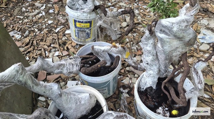 Người mua kiểm tra kỹ gốc và rễ cây muội hồng trước khi quyết định mua