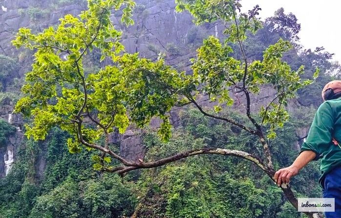 Gốc cây muội hồng thiên nhiên với nebari xù xì và vỏ cây có rêu phong — dấu hiệu đặc trưng của cây rừng lâu năm