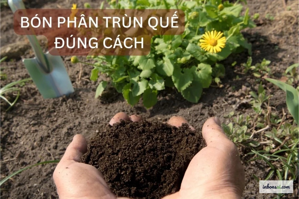 盆栽の鉢に有機肥料を土表面に施す様子