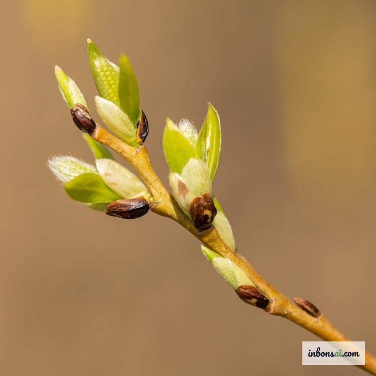 施肥後に春の新芽が旺盛に伸びている盆栽