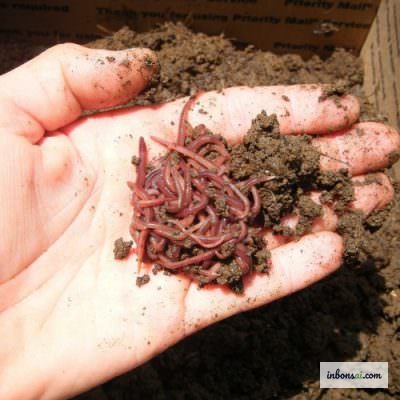 フトミミズが有機物を分解している様子