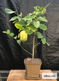 用铝线以45度角对佛手柑盆景进行蟠扎整形