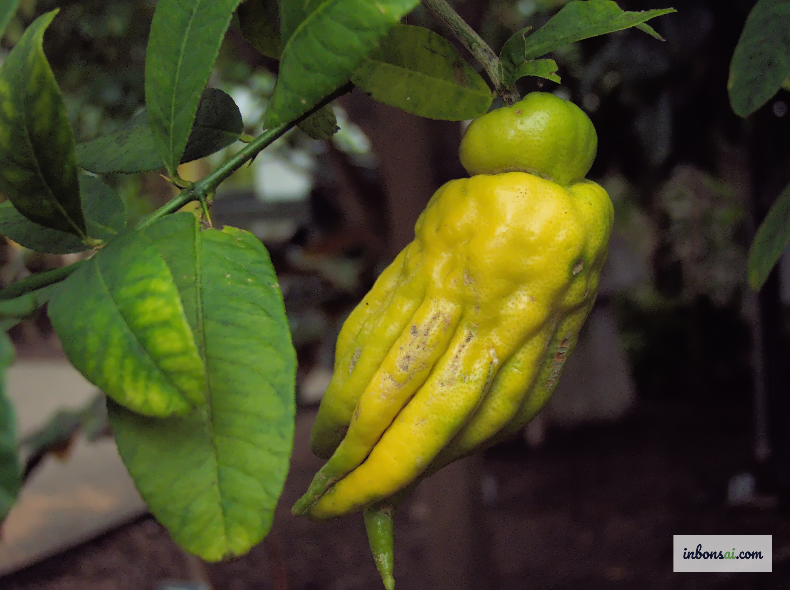 陶瓷花盆中结着金黄指状果实的佛手柑盆景