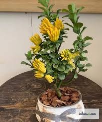 枝干匀称、指状果实清晰的健壮佛手柑盆景苗木