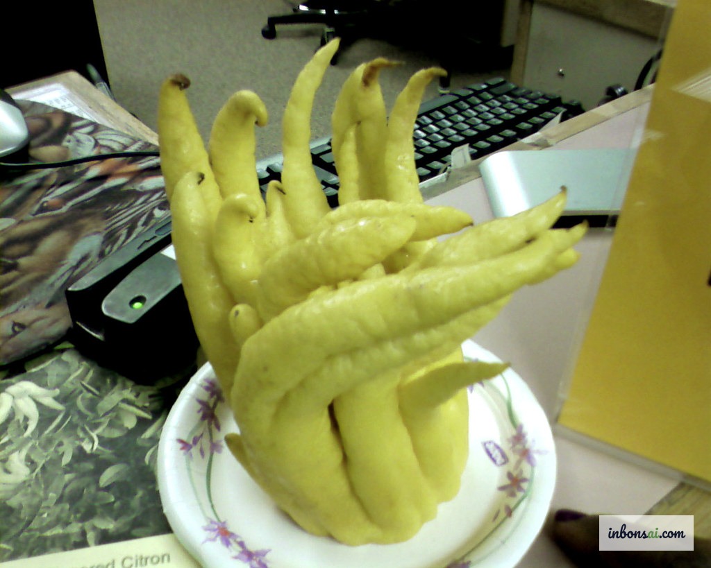 摆放展示的金黄佛手柑象征招财纳福