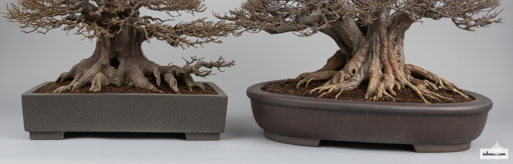 いくつかの低い姿勢の木の根系の参考