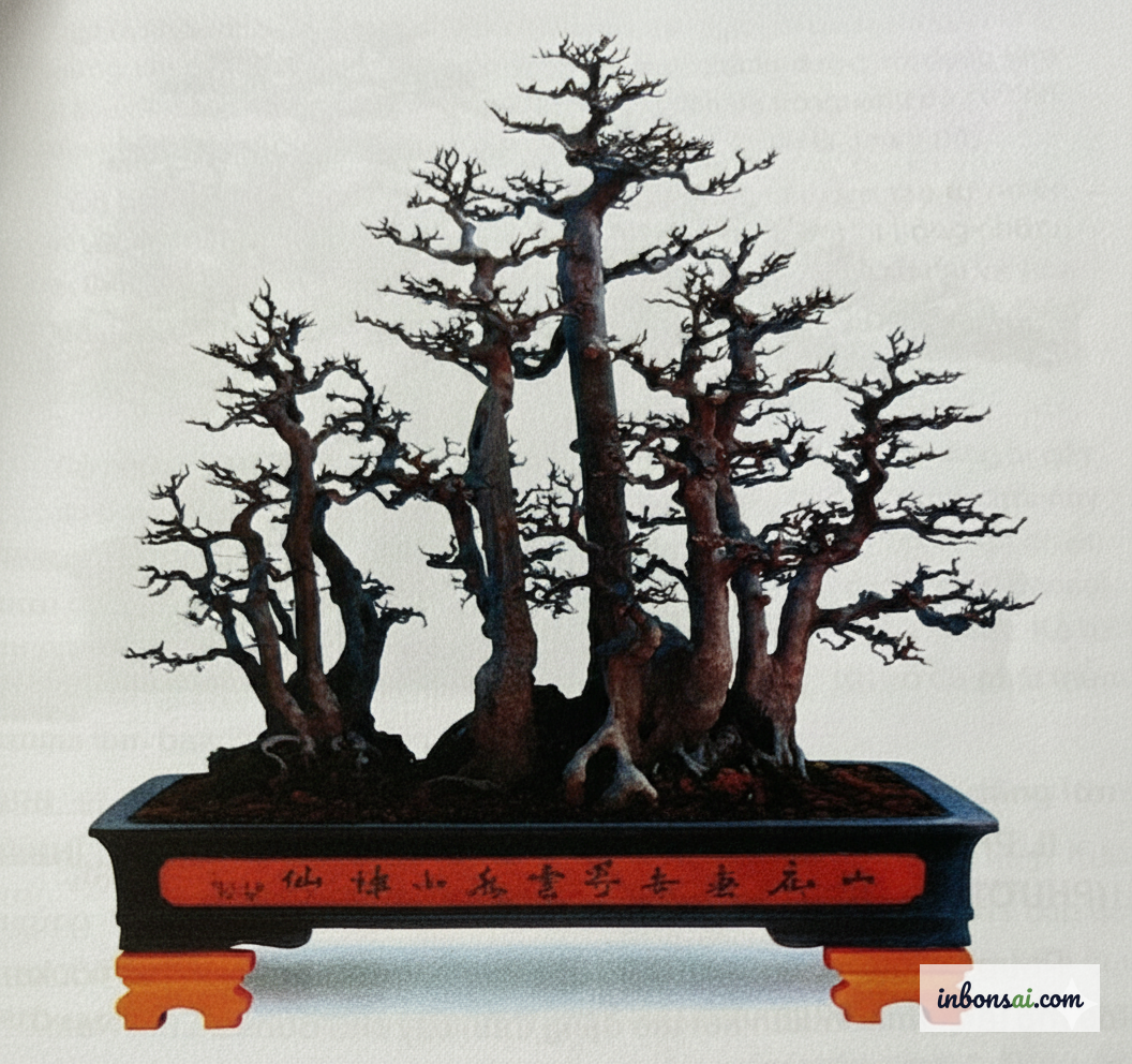 2本幹のガジュマルの鉢植え