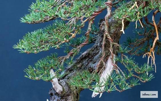 Cận cảnh cành và lá bonsai, minh họa việc chọn cỡ dây kẽm bằng 1/3 đường kính cành