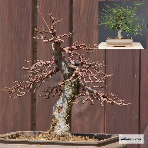 Cây bonsai tạo dáng hoàn chỉnh trên nền gỗ, minh họa cành uốn cong tự nhiên không hằn vỏ