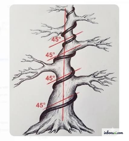 Cây bonsai đang trong quá trình tạo dáng bằng dây, minh họa góc quấn 45 độ