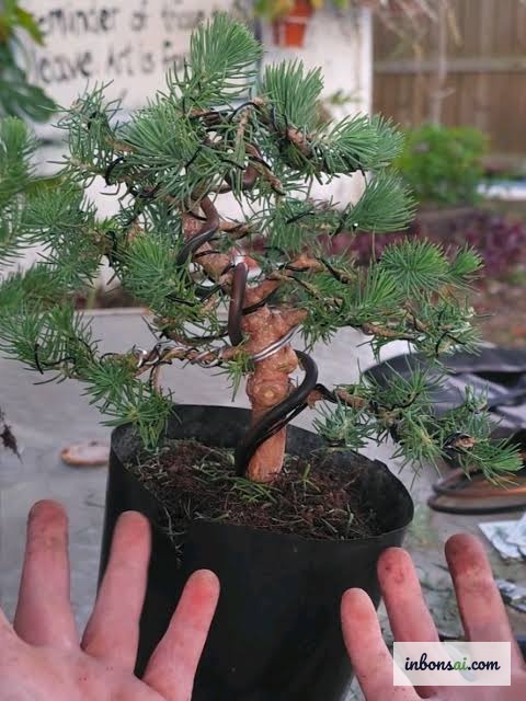 Cây bonsai tạo dáng trên bàn minh họa kỹ thuật quấn dây kẽm uốn cành góc 45 độ