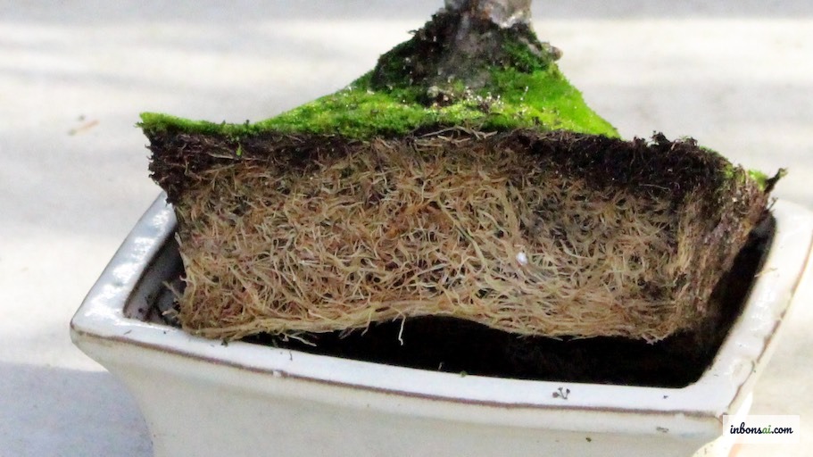 Bonsai recovering in bright shade after repotting