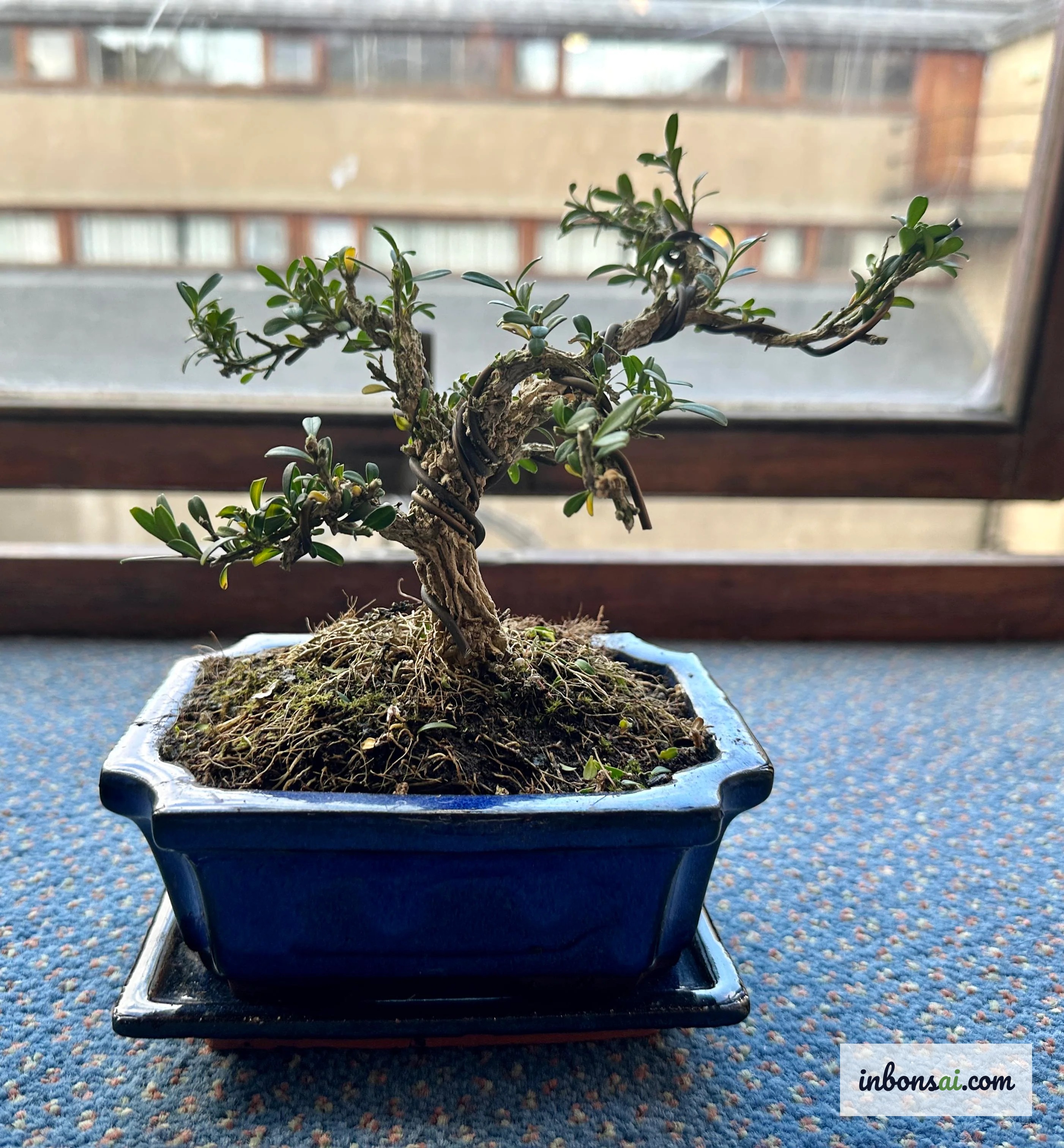Foglie di bonsai mini ingiallite a causa di cure errate
