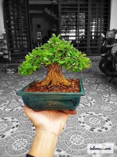 Mini-Bonsai auf einem Büroschreibtisch