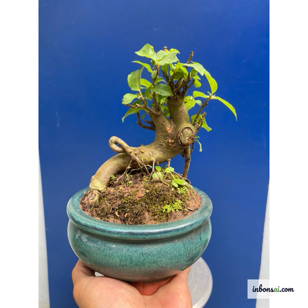 Un set di strumenti per la potatura e la cura dei bonsai mini