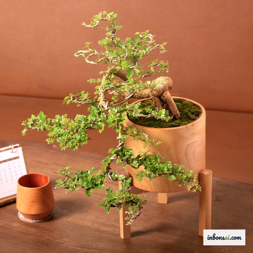 Annaffiatura e cura corrette di un bonsai mini da scrivania