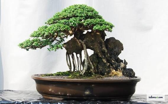 Bonsai mini facile da curare in un vaso di ceramica bianca