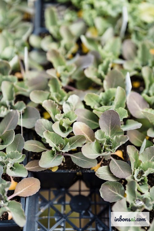 明るい窓辺に置かれた盆栽の種の発芽トレイ、小さな芽が育っている様子