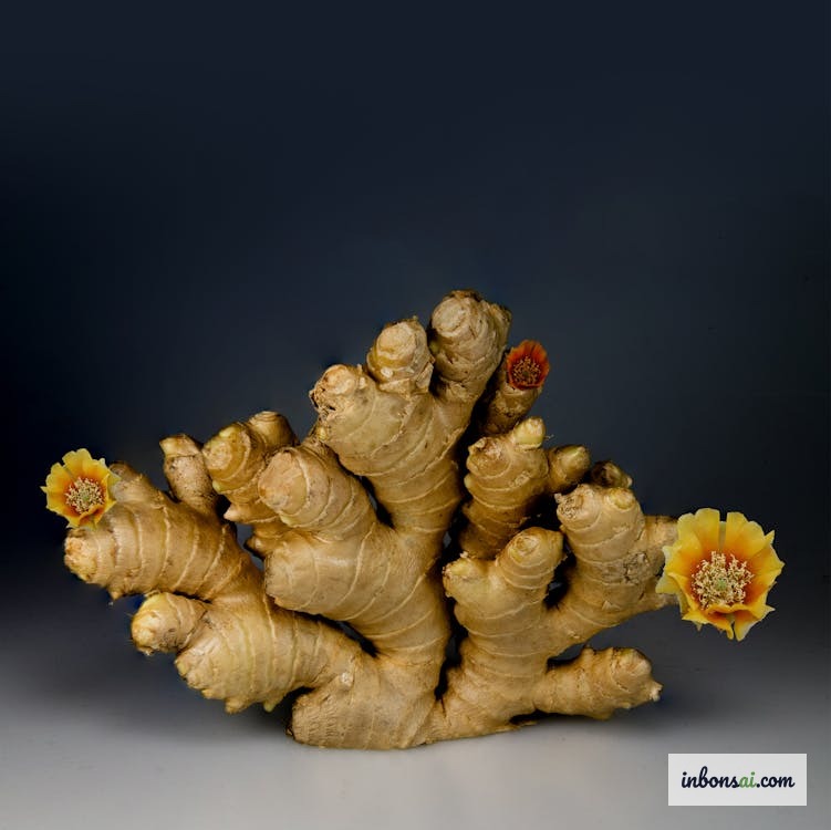 浅盆中根茎裸露的姜盆景艺术造型 — 独特的姜盆景创作