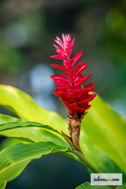 检查姜盆景植株健康状况 — 早发现早处理是关键