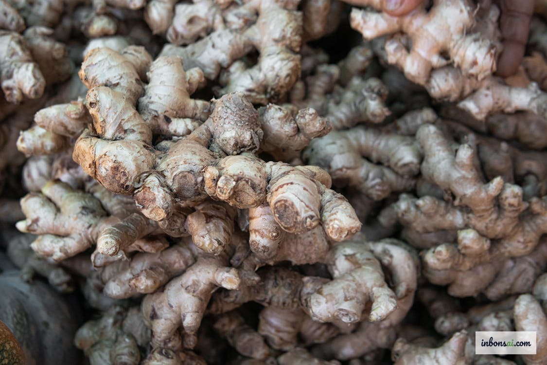 在浅盆中使用细土混合料种植姜盆景的操作过程