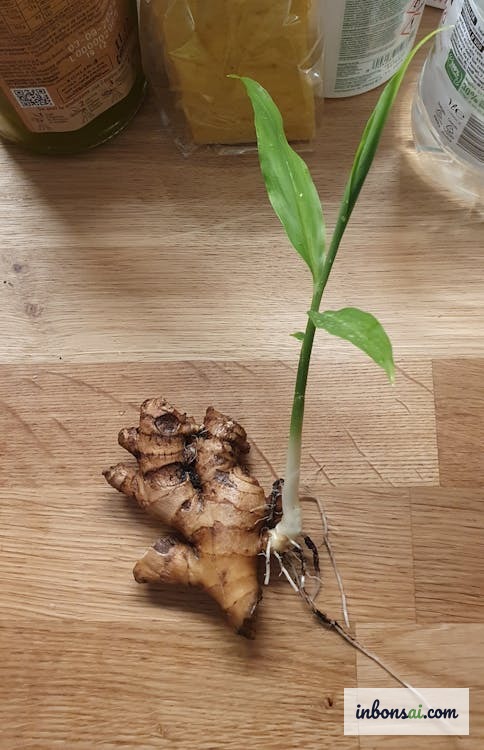 带有多个嫩芽的新鲜生姜根茎 — 盆景制作的优质素材