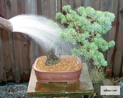 Tưới nước cho bonsai bằng bình tưới chuyên dụng