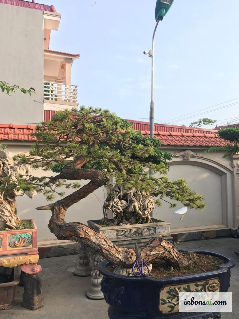 Chăm sóc bonsai đầy đủ theo lịch trình hàng ngày