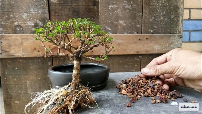 盆栽用土の原料 — 赤玉土・軽石・パーライトを並べた様子