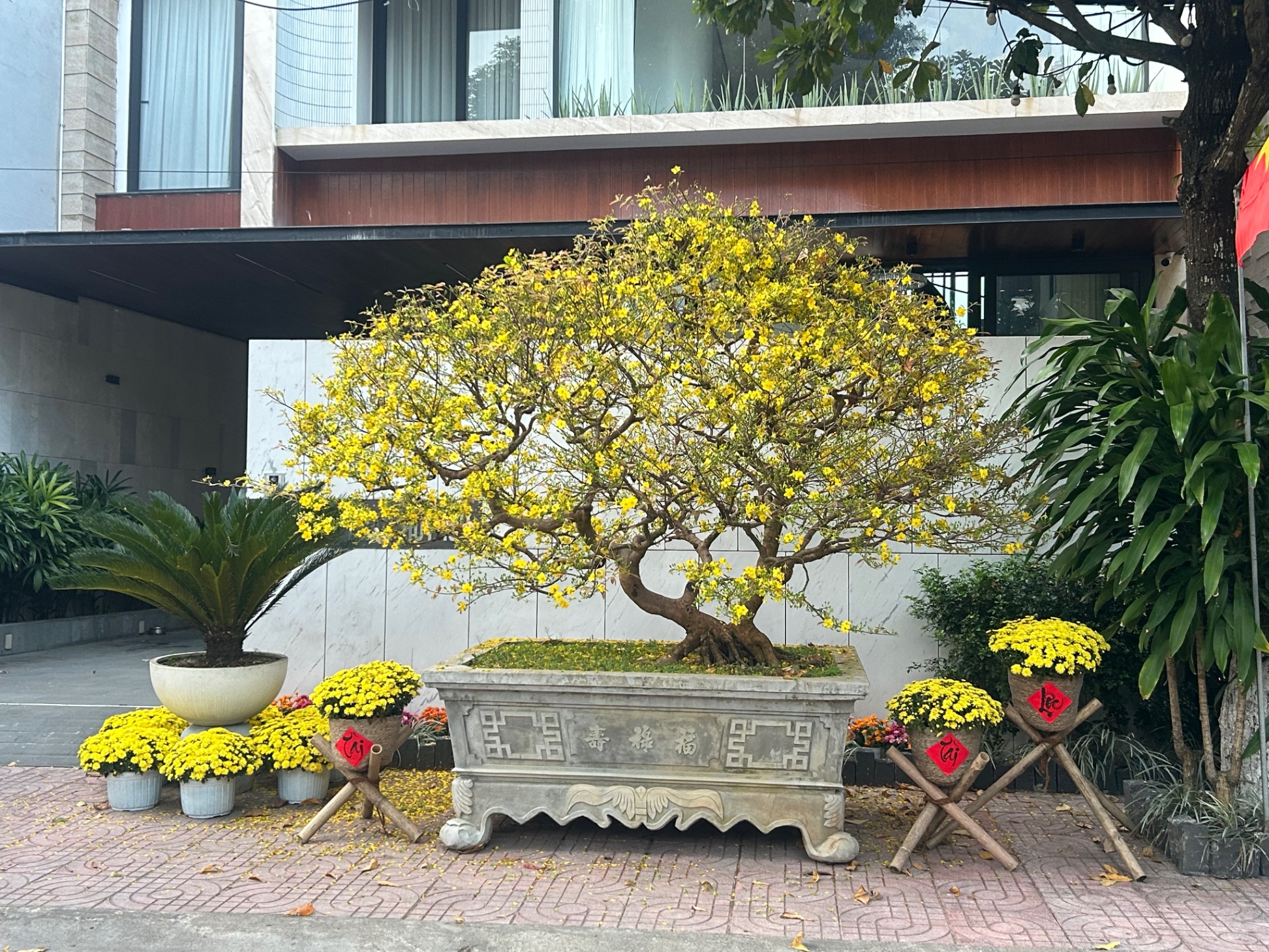 Mai vàng sưu tầm qn 2026