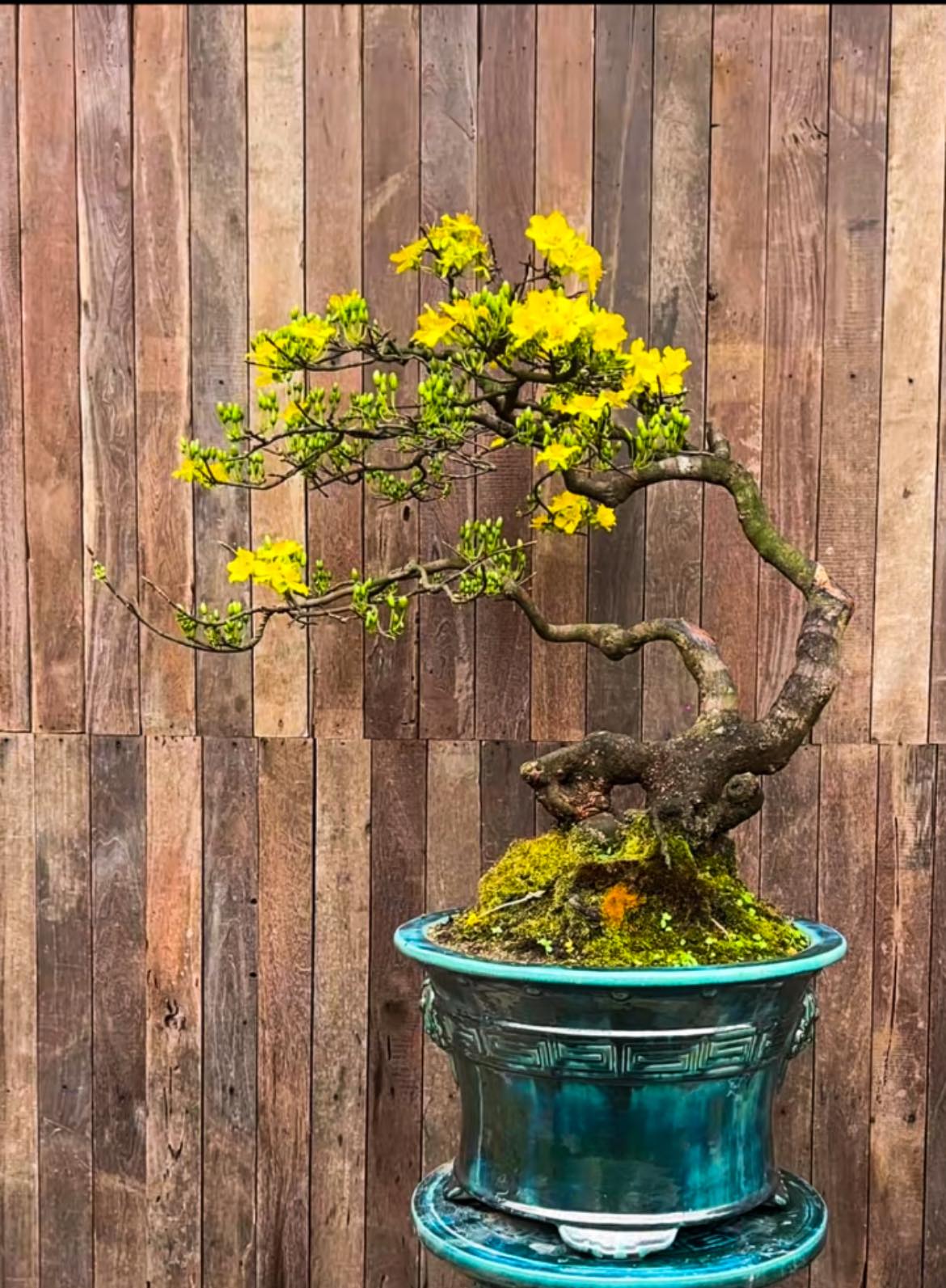 Hoàng mai Huế Ngọc Sơn