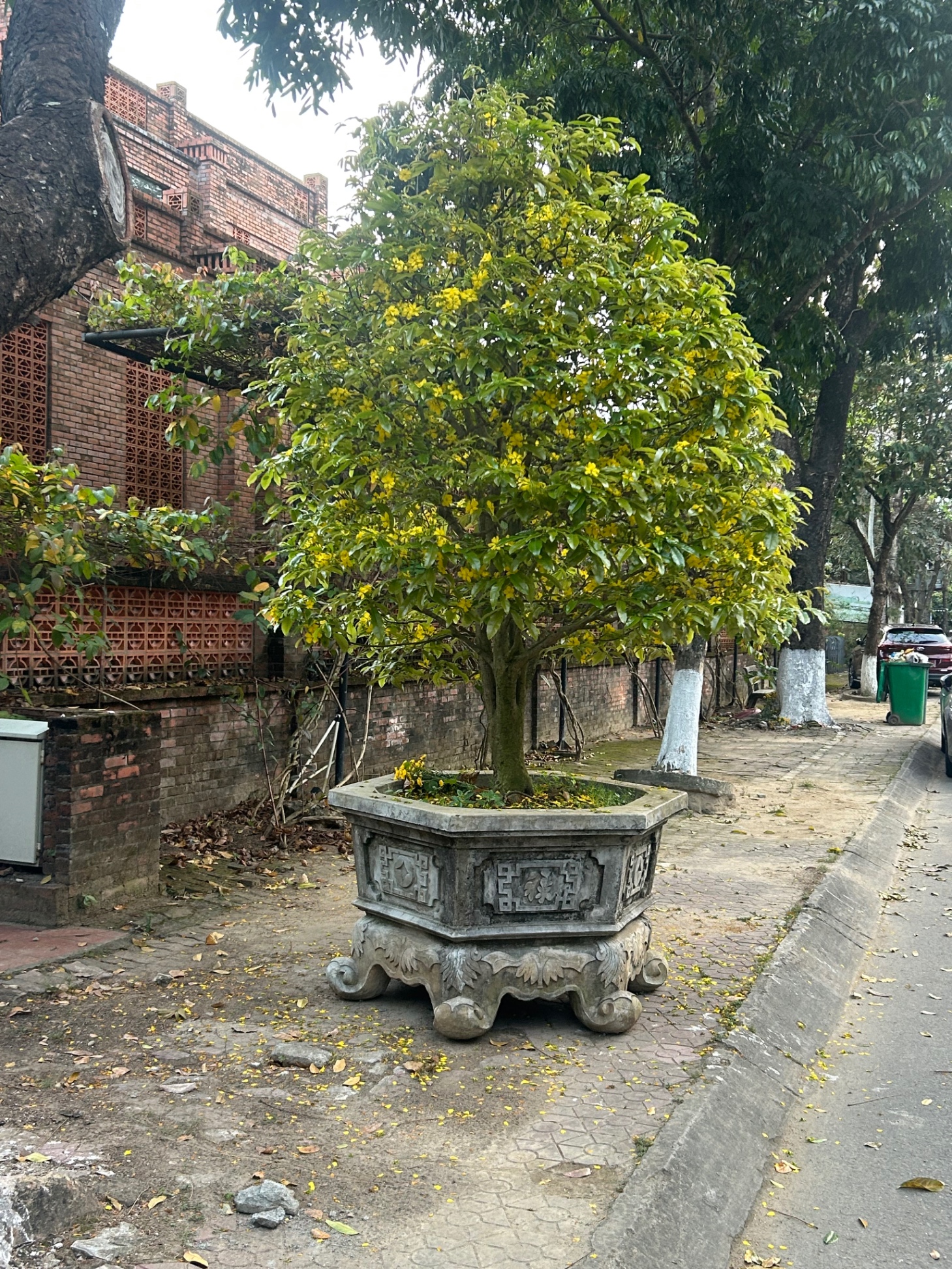 Mai vàng sưu tầm 2026 - quãng ngãi