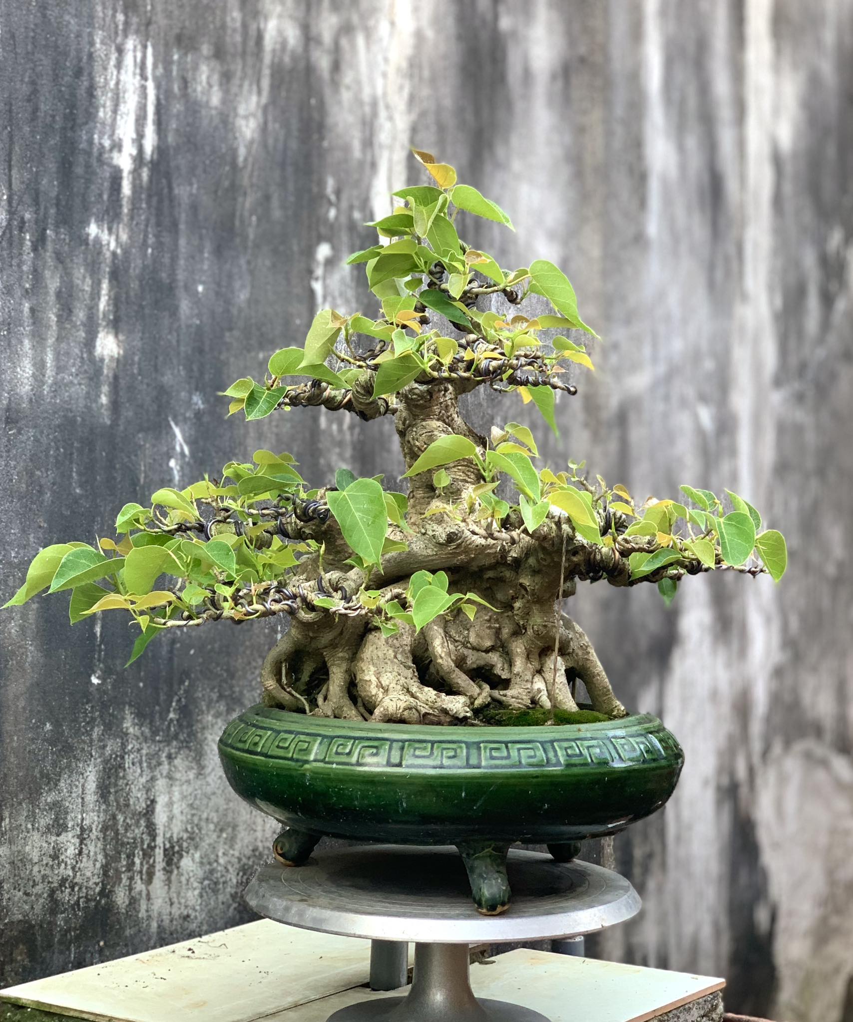 Búp măng non Bồ Đề