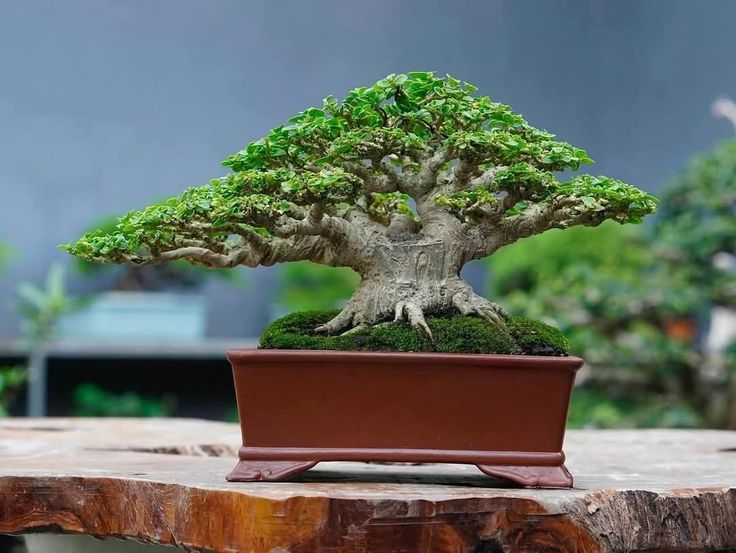 Time reveals true beauty